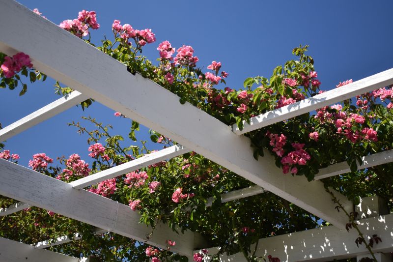 Grape Trellis Installation in Kansas City, KS